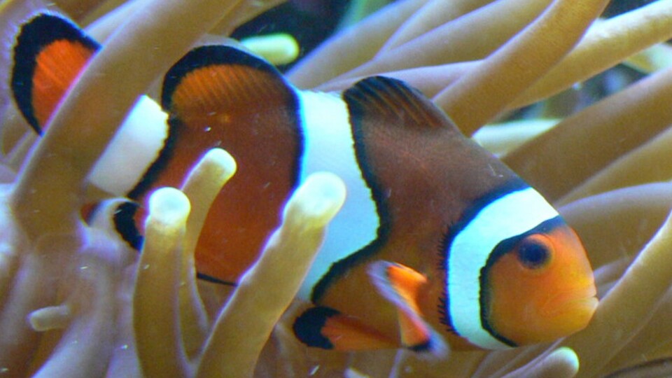 Echter Clownfisch