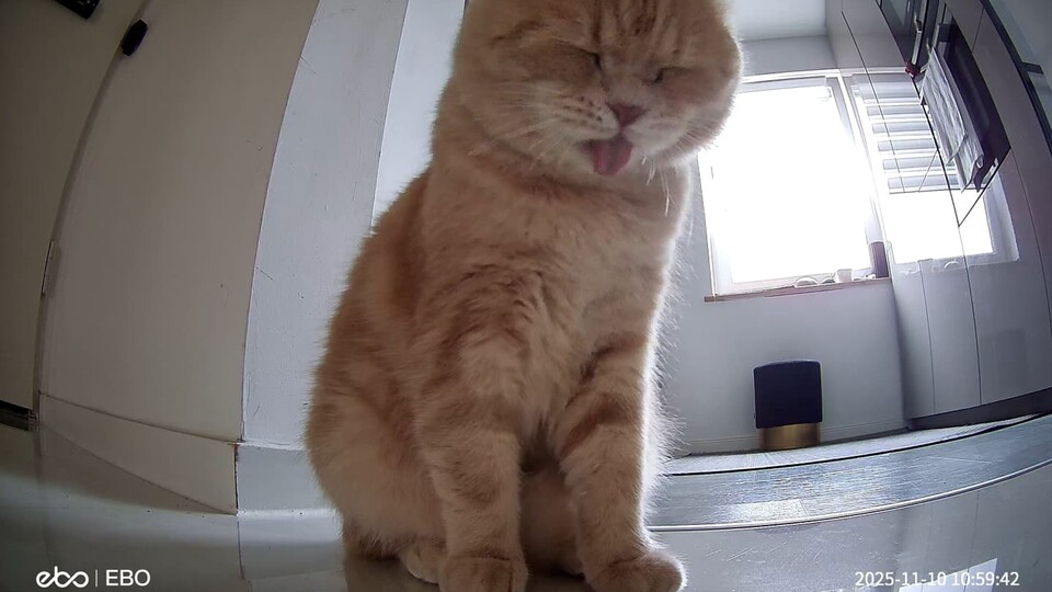 Hier ein kleines Bild von meinem Cody. Wenn ich mal im Büro sitze, schaue ich gerne aus der Ferne mal nach dem Rechten.