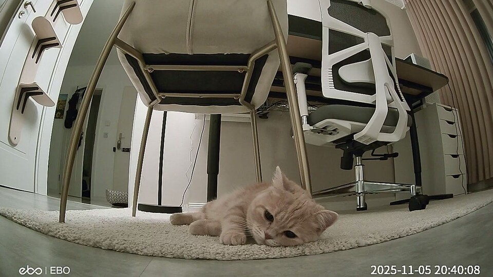 Hier noch ein Bild vom kleinen Mann. Er liebt den Enabot und folgt ihm auf Schritt und Tritt.