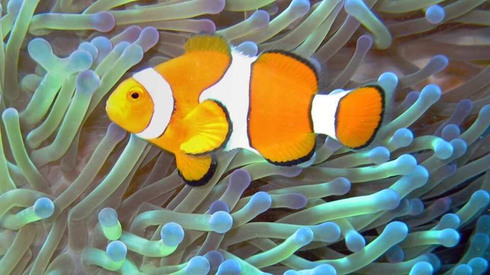 Falscher Clownfisch (Nemo)