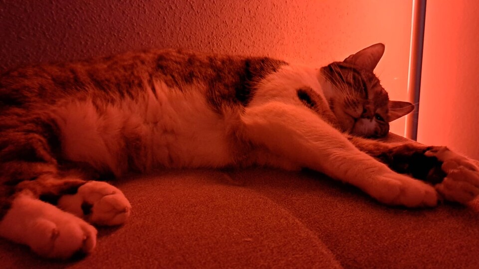 Einfach zum Schnurren: Meine Katze Nita ist ebenfalls große Befürworterin der indirekten Beleuchtung im Wohnzimmer!