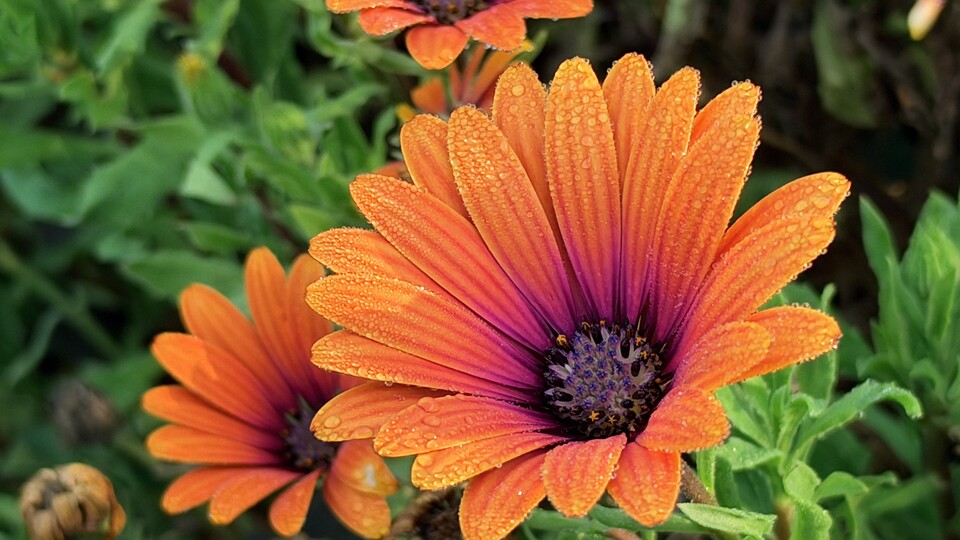Ich würde euch gerne einen Charaktereditor zeigen. Stattdessen müsst ihr mit dieser Blume vorlieb nehmen.