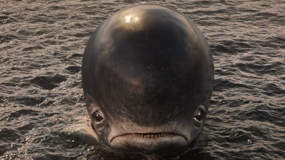 Laboon schaut aus gutem Grund so traurig. (© Eiichiro Oda Netflix)