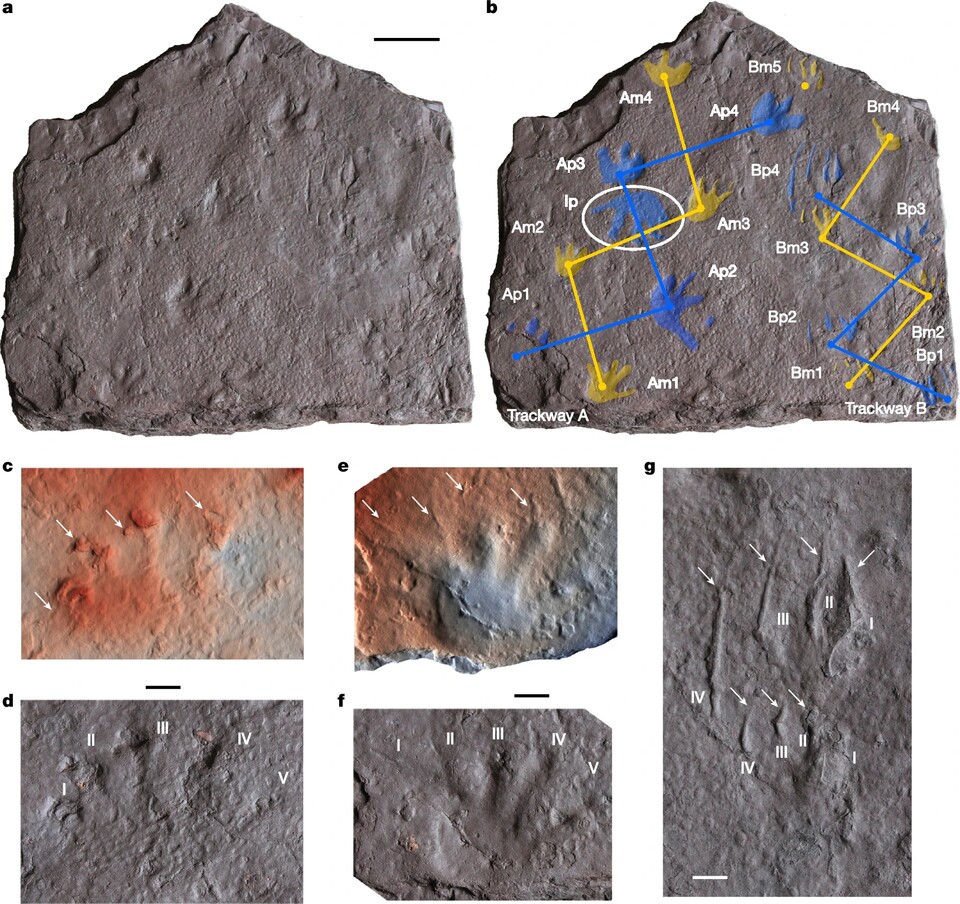 So sieht die Steinplatte mit den alten Reptilien-Spuren aus (Bild: https:www.nature.comarticless41586-025-08884-5figures2)