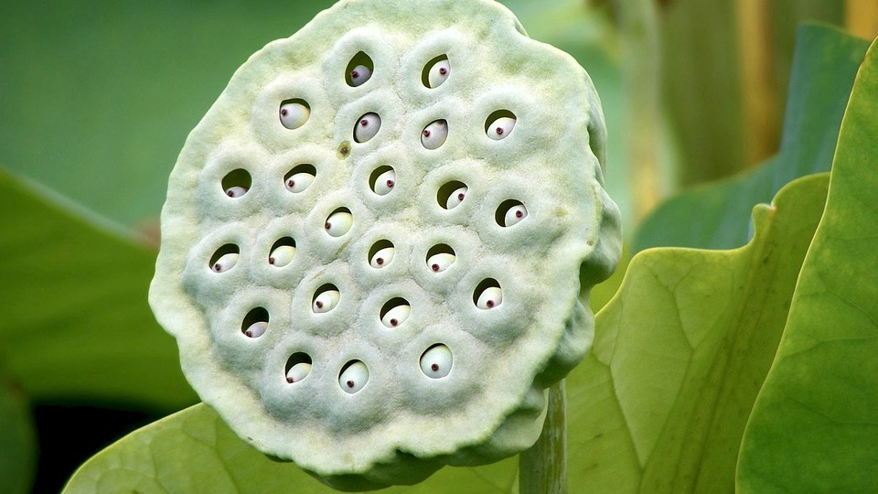 Menschen mit Trypophobie ekeln sich massiv vor Flächen mit tiefen, lochartigen Mustern. Diese kommen in der Natur vor, wie etwa bei der Nelumbo Nucifera, einer Frucht aus Australien. Quelle: Wikipedia.
