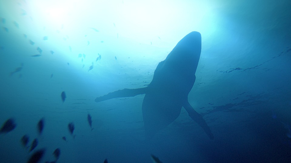 Under the Waves - Trailer zum neuen narrativen Unterwasser-Abenteuer - Trailer zum neuen narrativen Unterwasser-Abenteuer