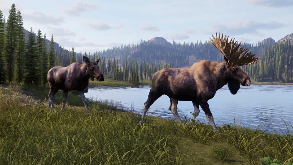 Die Tierwelt von Way of the Hunter 2 macht auch aus der Nähe einen guten Eindruck.