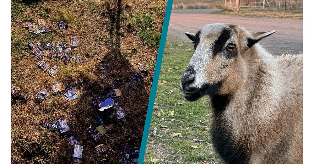Pok-mon-TCG-Fan-bestellt-sich-Packs-sein-Schaf-rei-t-sie-einfach-alle-auf-und-verteilt-sie-im-Garten-Wenigstens-hat-sie-ein-paar-Hits-gezogen-