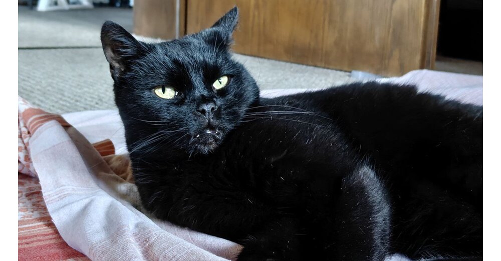 PC-Spieler-leistet-sich-45-Zoll-Ultrawide-OLED-240Hz-Screen-nach-zwei-Wochen-hat-seine-Katze-ihn-schon-kaputt-gemacht