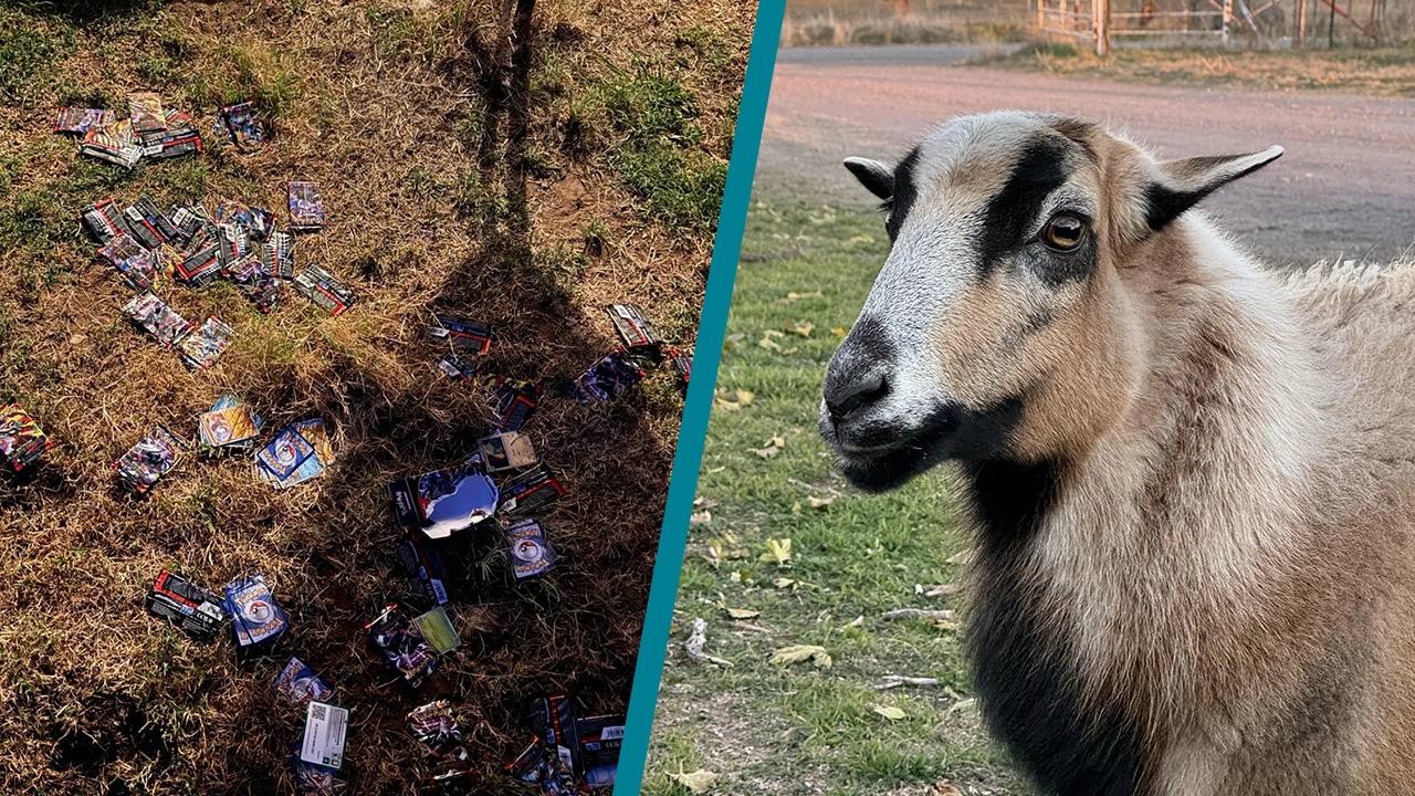 Pokémon TCG-Fan bestellt sich Packs, sein Schaf reißt sie einfach alle auf und verteilt sie im Garten - "Wenigstens hat sie ein paar Hits gezogen!"