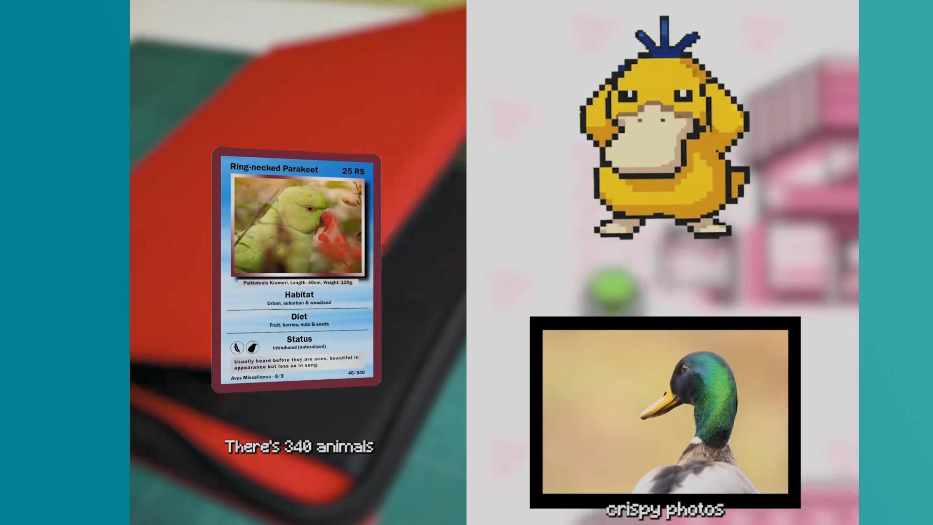 Pokémon-Fan erstellt Pokédex mit echten Tieren, die er bei sich im Wald beobachtet - und diese coole Challenge wollen wir direkt nachmachen