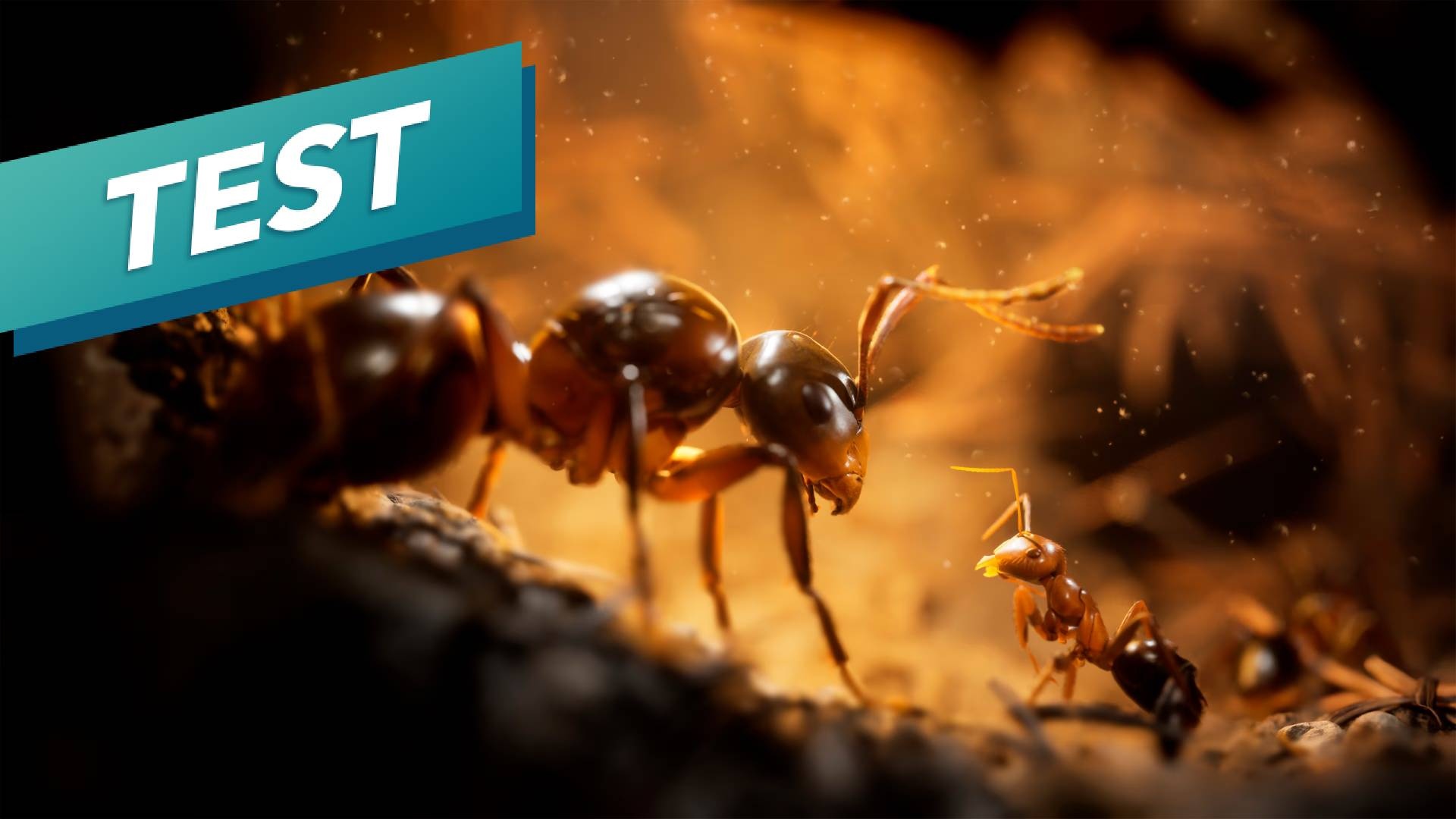 Empire of the Ants dans le test 